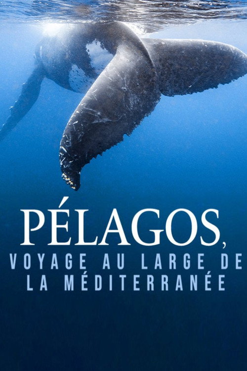 Pélagos, voyage au large de la Méditerranée poster