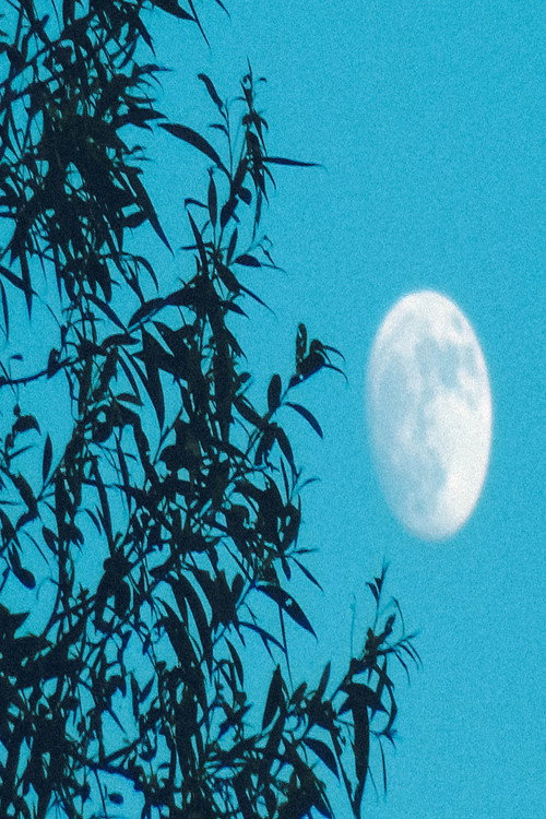 Moongazer's Moonlight Reverie poster
