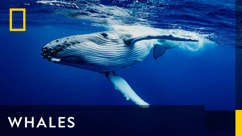 Whales still 1