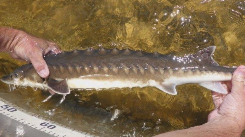 Billion Dollar Fish still 1