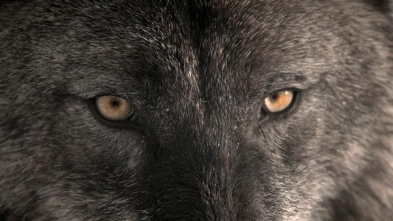 Wild Yellowstone still 5
