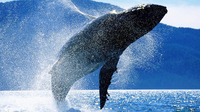 Whales: An Unforgettable Journey still 1