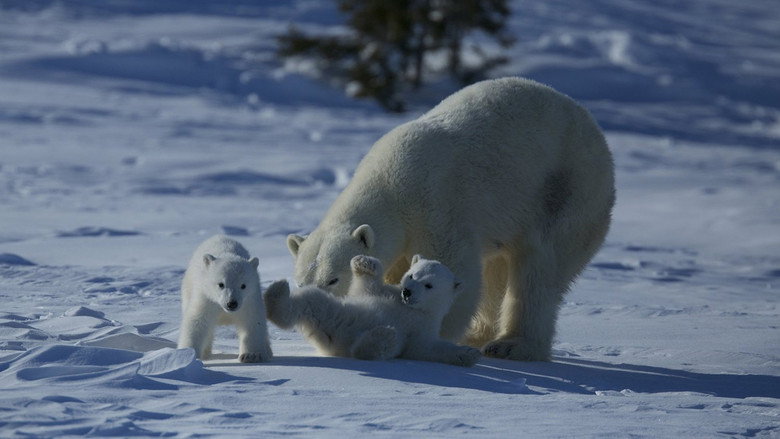 Wild Canada still 2