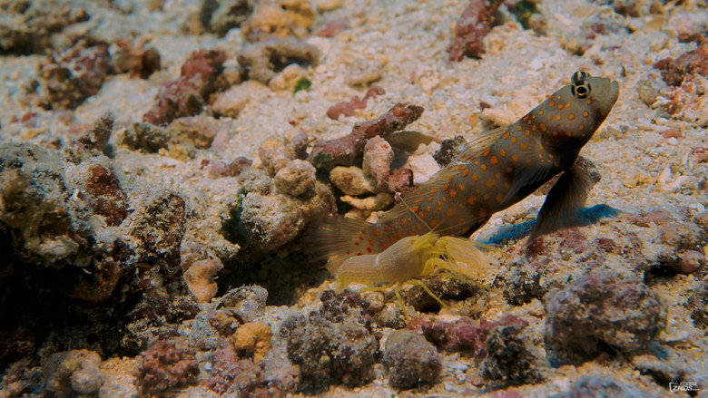 Coral Reef Adventure still 2