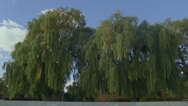 Willow World still 1