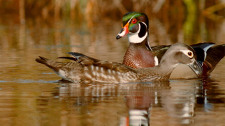 PBS Nature - An Original DUCKumentary still 1