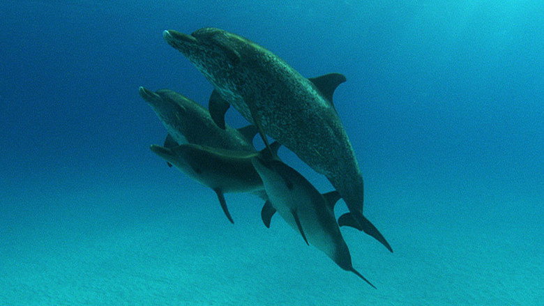 The Cove still 7