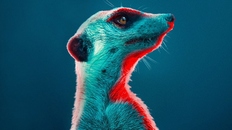 Meerkat Manor: Rise of the Dynasty still 1
