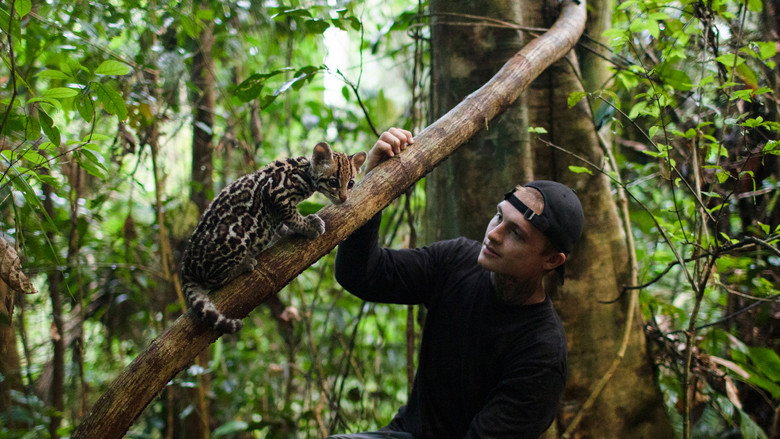 Wildcat still 6