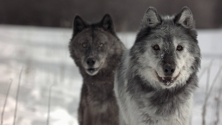 Wild Yellowstone still 4