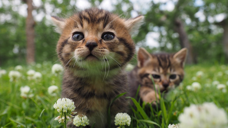 Mitsuaki Iwago's World “Cats” Travelogue still 5