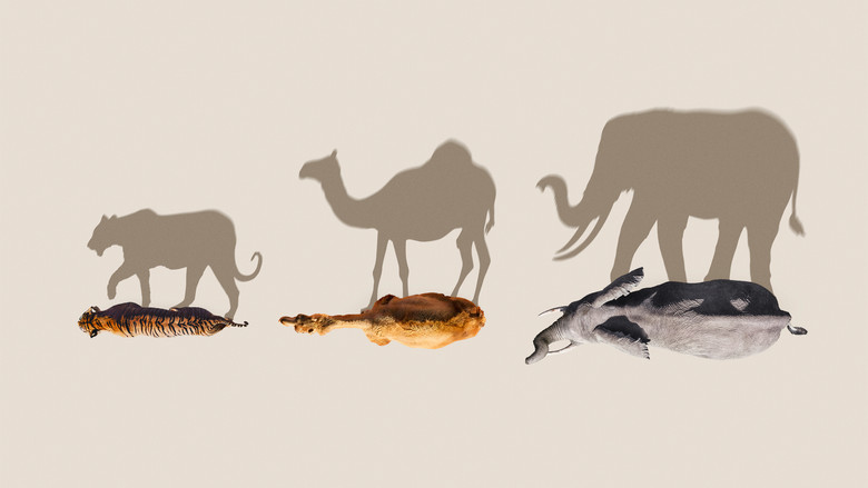 Mammals still 5