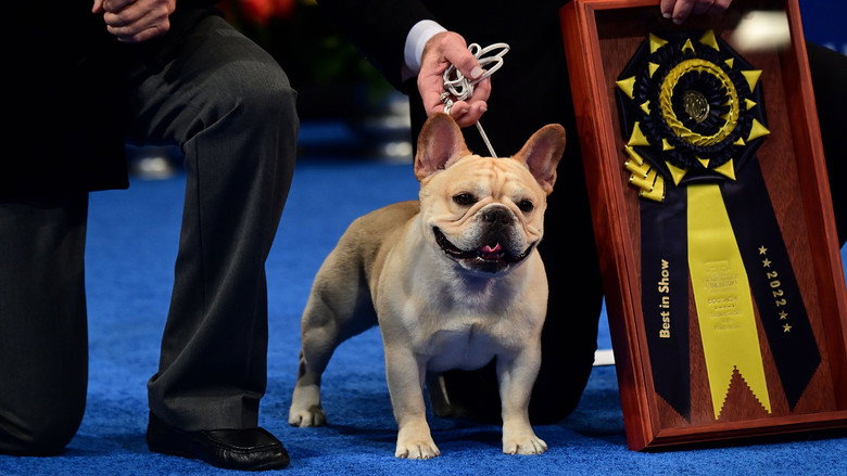 The National Dog Show still 2