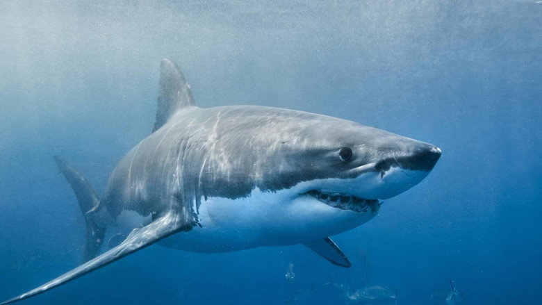 Envoy: Shark Cull still 2