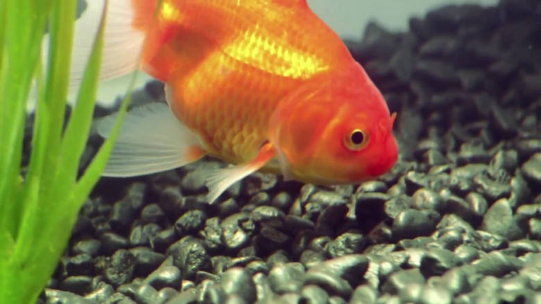 Goldfish still 1