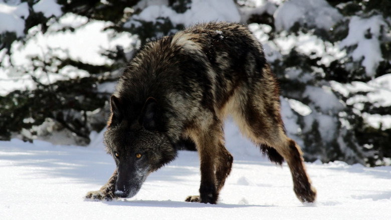 Wild Yellowstone still 7