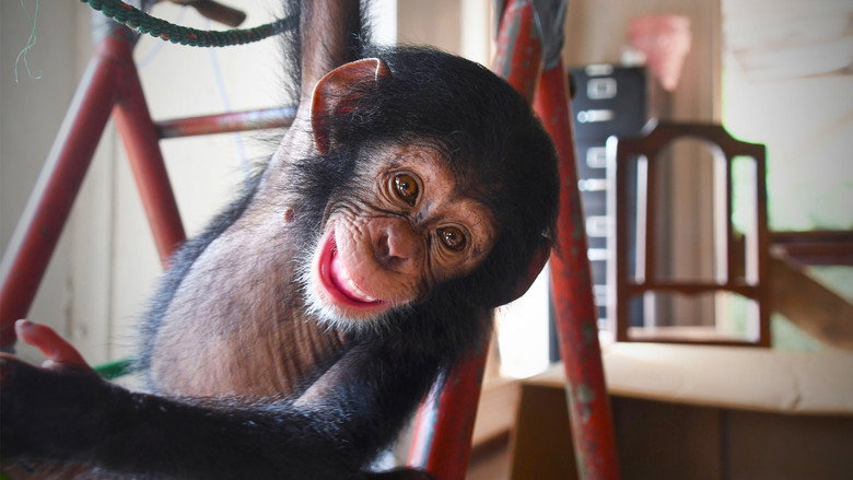 Baby Chimp Rescue still 1