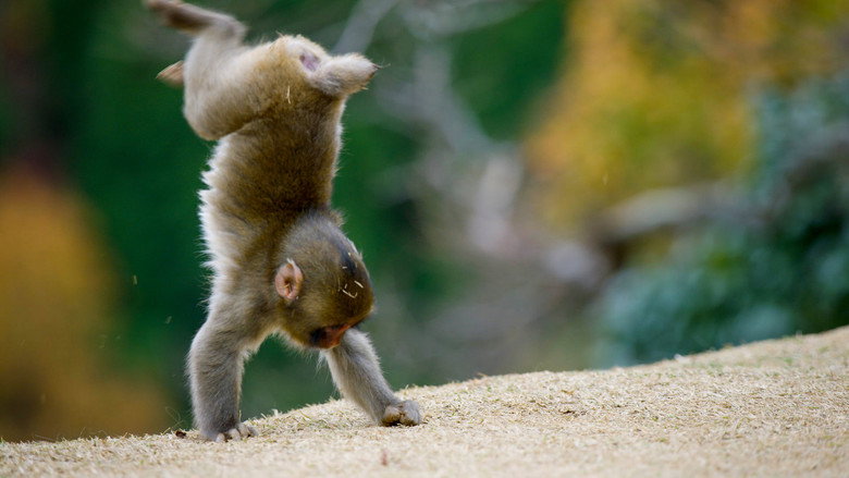 Animals at Play still 1