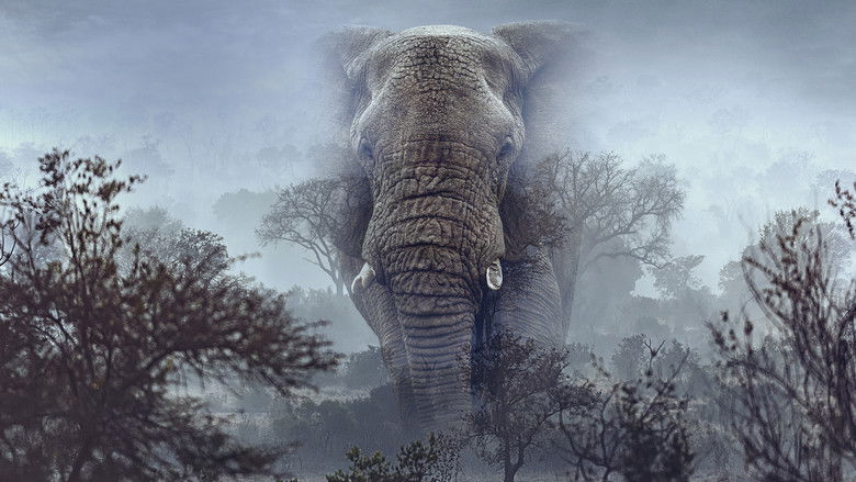 Ghost Elephants still 3
