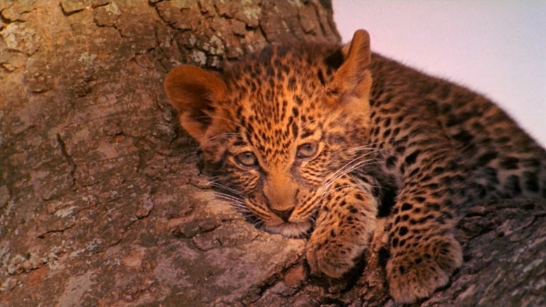 The Leopard Son still 1