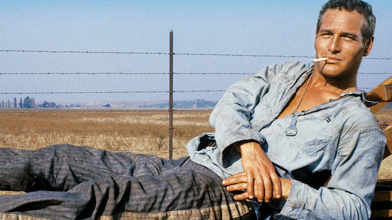 Cool Hand Luke still 5