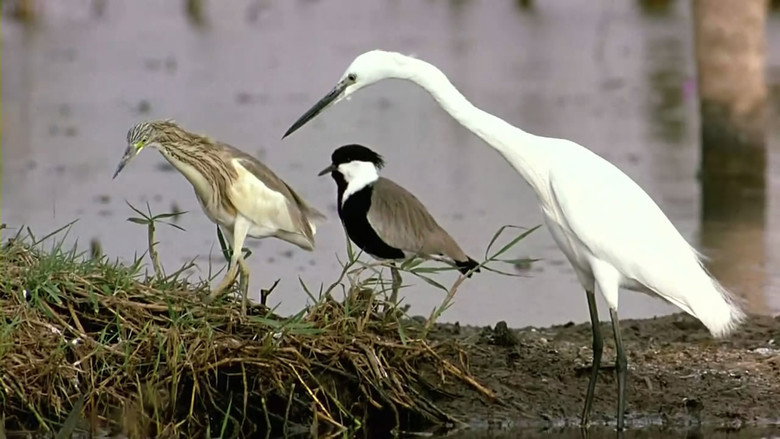 Winged Migration still 5